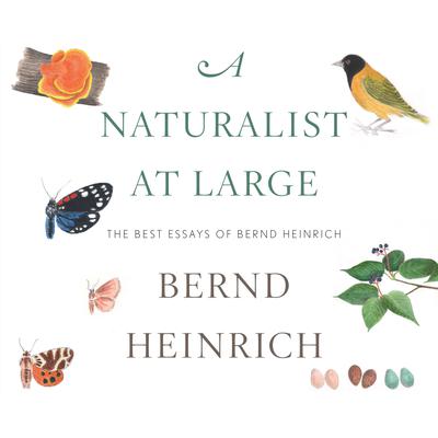 A Naturalist at Large by Bernd Heinrich audiobook