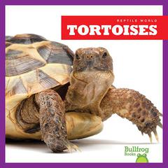 Tortoises by Vanessa Black audiobook