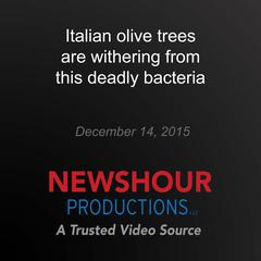 Italian olive trees are withering from this deadly bacteria by PBS NewsHour audiobook